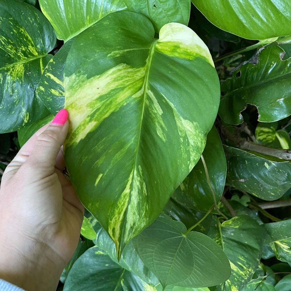 Giant Hawaiian variegated golden pothos plant cuttings - Picture 2 of 13